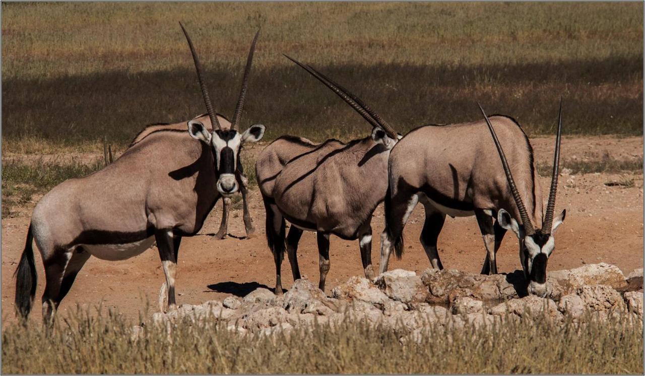 Oryx Guesthouse Oranjemund Dış mekan fotoğraf